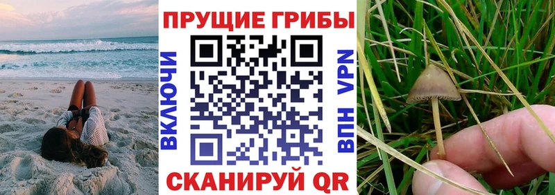 где найти наркотики Осташков Галлюциногенные грибы GOLDEN TEACHER